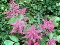 Astilbe japonica Montgomery Image 1