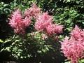 Astilbe simplicifolia Atrorosea Image 1