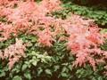 Astilbe simplicifolia Bronce Elegans Image 1