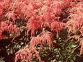 Astilbe thunbergii Ostrich Plume Image 1