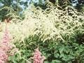 Astilbe thunbergii Professor van der Wielen Image 1