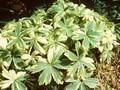 Astrantia major Sunningdale Variegated Image 1