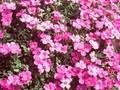 Aubrieta Hamburger Stadtpark Image 1