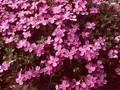 Aubrieta Purple Cascade Image 1