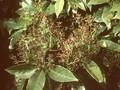 Aucuba japonica Image 1