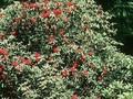 Azalea arborescens Image 1