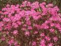 Azalea canadensis Image 1