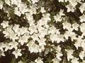 Azalea mucronata Image 1