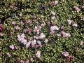 Azalea procumbens Image 1