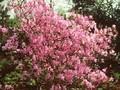 Azalea reticulata Image 1