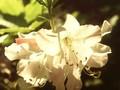 Azalea schlippenbachii Image 1