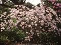 Azalea vaseyi Image 1