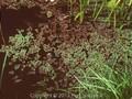 Azolla mexicana Image 1