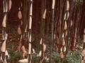Bambusa fastuosa Image 1