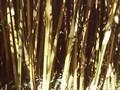 Bambusa multiplex Alphonse Karr Image 1