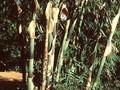 Bambusa vulgaris Image 1