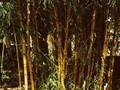 Bambusa vulgaris Striata Image 1