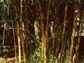 Bambusa vulgaris Vittata Image 1