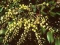 Berberis bealei Image 1