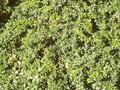 Berberis candidula Image 1
