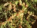 Berberis coryi Image 1