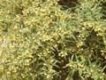 Berberis gagnepainii var lanceifolia Image 1