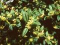 Berberis hookeri Image 1