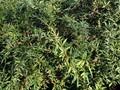 Berberis hybrido-gagnepainii Image 1