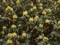 Berberis japonica Image 1