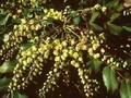 Berberis japonica var bealei Image 1
