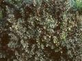 Berberis Jytte Image 1
