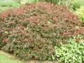 Berberis Little Favourite Image 1
