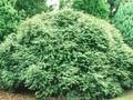 Berberis Parkjuweel Image 1