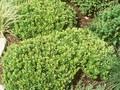Berberis thunbergii Kobold Image 1
