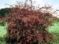 Berberis thunbergii Red Chief Image 1