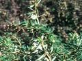 Berberis Verrucandi Image 1