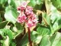 Bergenia Admiral Image 1