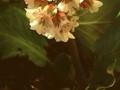 Bergenia Baby Doll Image 1