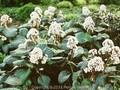 Bergenia Bach Image 1