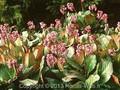 Bergenia Bizet Image 1