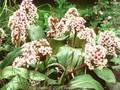 Bergenia Britten Image 1