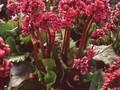 Bergenia cordifolia Morning Red Image 1