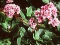 Bergenia crassifolia Image 1