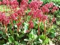 Bergenia Margery Fish Image 1