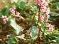 Bergenia Pinneberg Image 1