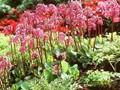 Bergenia Purpurglocken Image 1