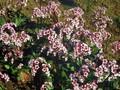 Bergenia Schneeglocke Image 1