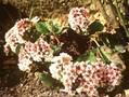 Bergenia Silberlicht Image 1