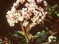 Bergenia stracheyi Image 1