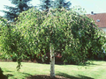 Betula pendula Youngii Image 1